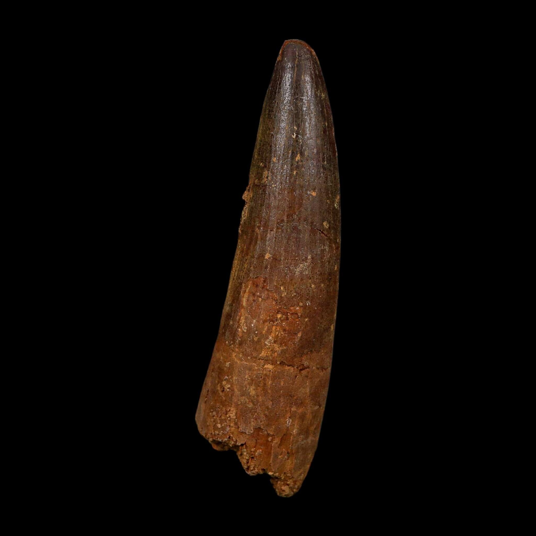 XL 3.7" Spinosaurus Fossil Tooth 100 Million Years Old Cretaceous Dinosaur COA - Fossil Age Minerals