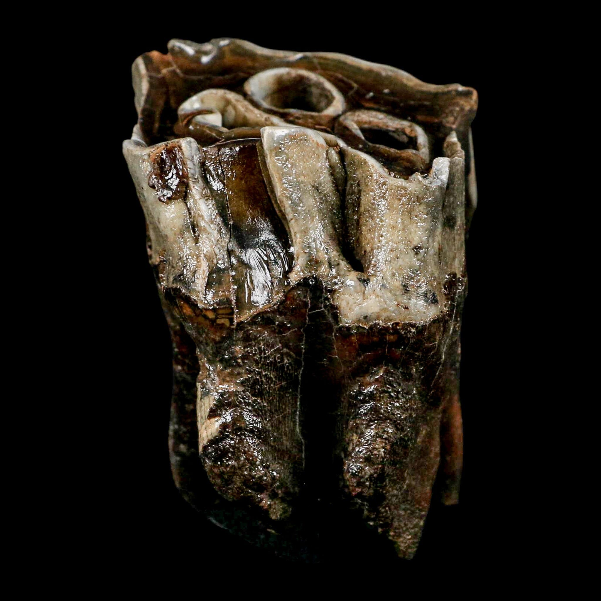 2.8" Woolly Rhinoceros Fossil Rooted Tooth Pleistocene Age Megafauna Russia COA - Fossil Age Minerals