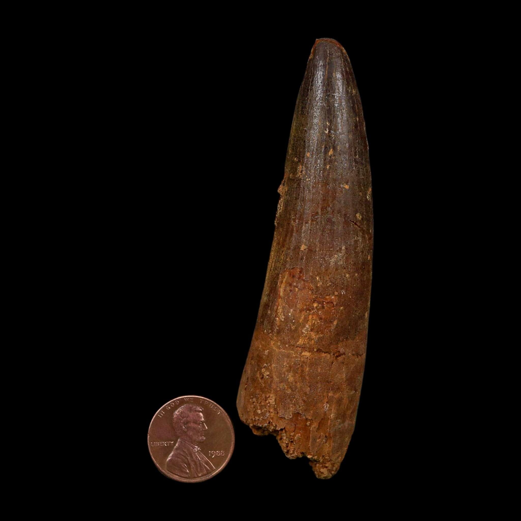XL 3.7" Spinosaurus Fossil Tooth 100 Million Years Old Cretaceous Dinosaur COA - Fossil Age Minerals