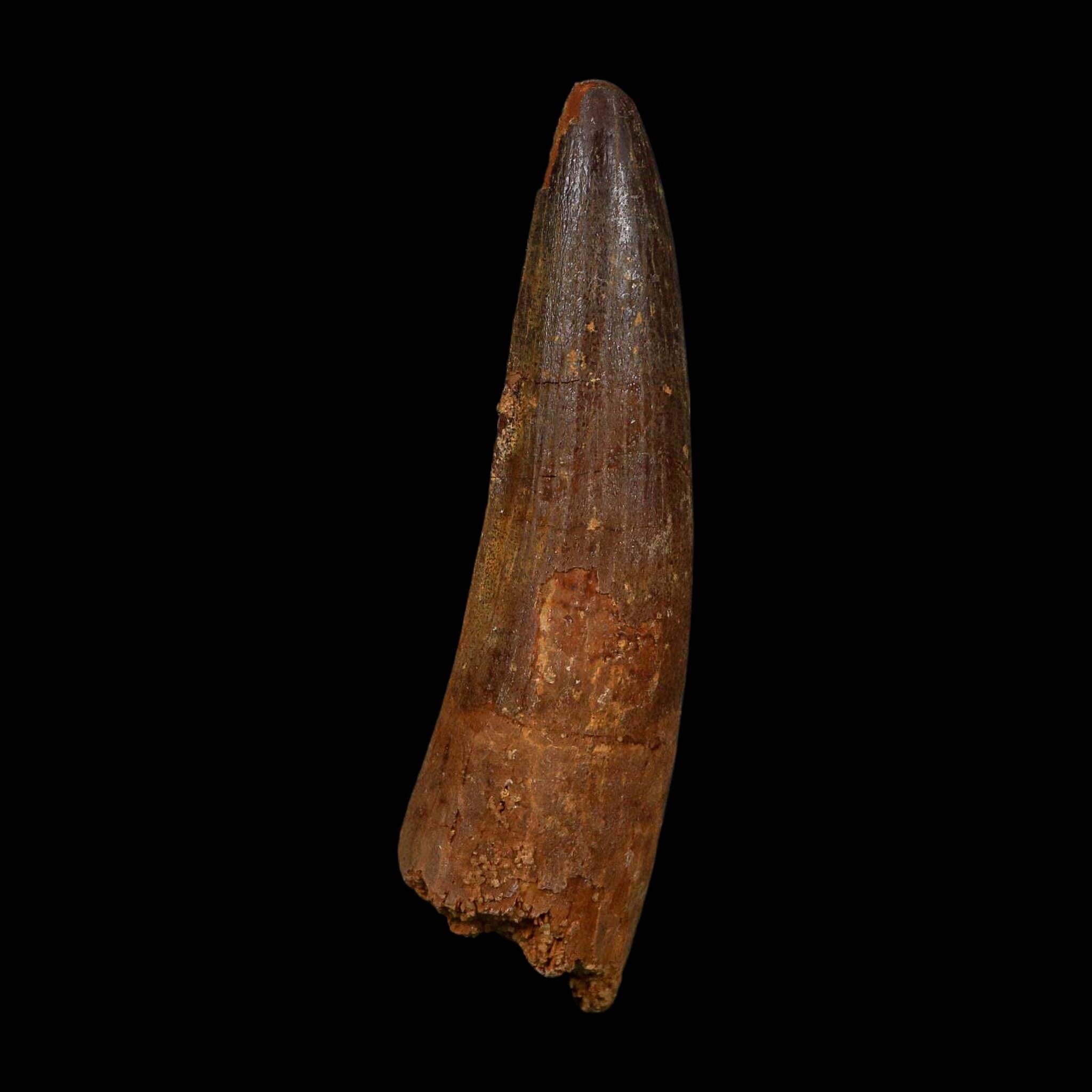 XL 3.7" Spinosaurus Fossil Tooth 100 Million Years Old Cretaceous Dinosaur COA - Fossil Age Minerals