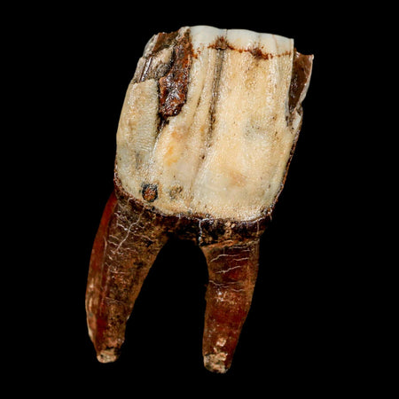 3.2" Woolly Rhinoceros Fossil Rooted Tooth Pleistocene Age Megafauna Russia COA