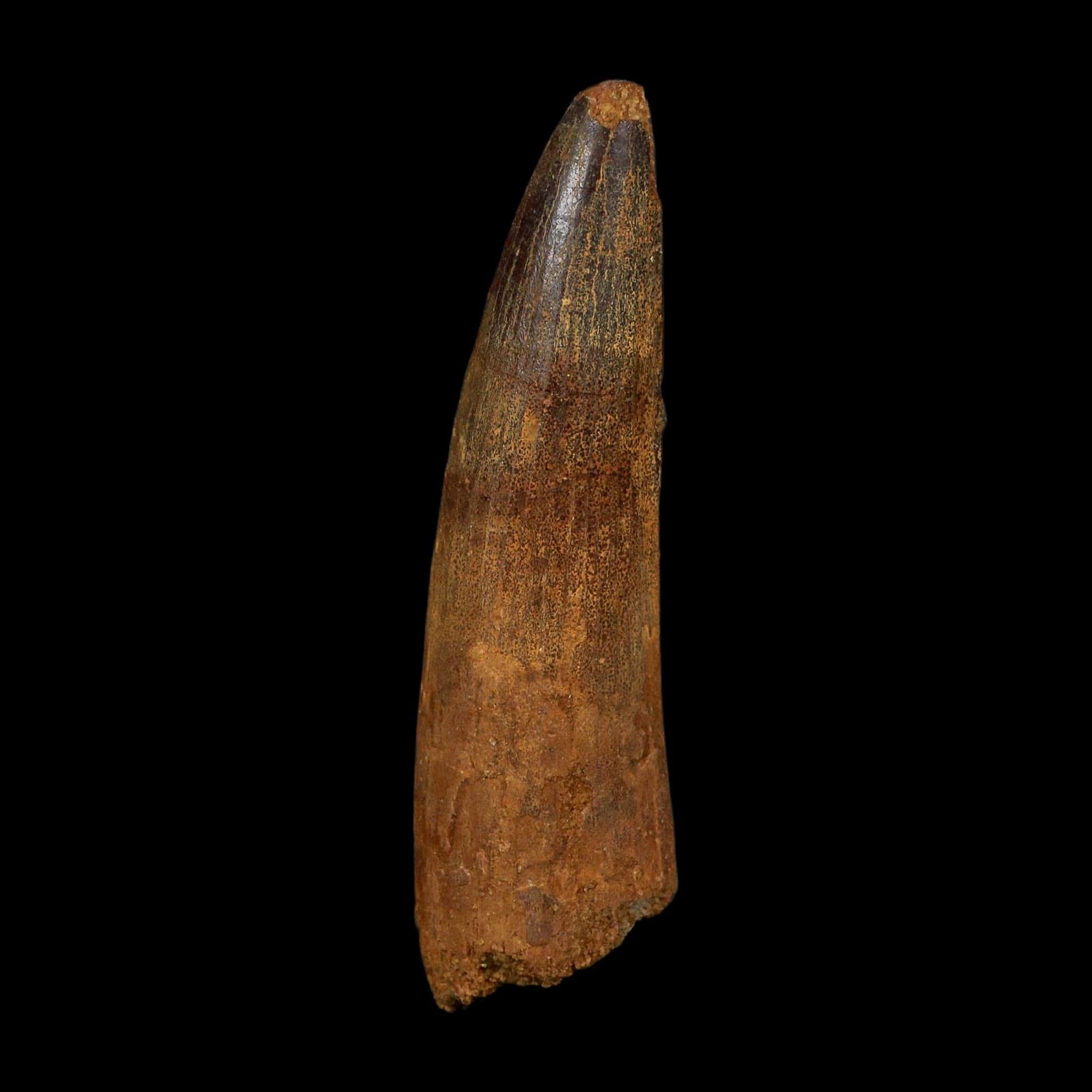 XL 3.7" Spinosaurus Fossil Tooth 100 Million Years Old Cretaceous Dinosaur COA - Fossil Age Minerals