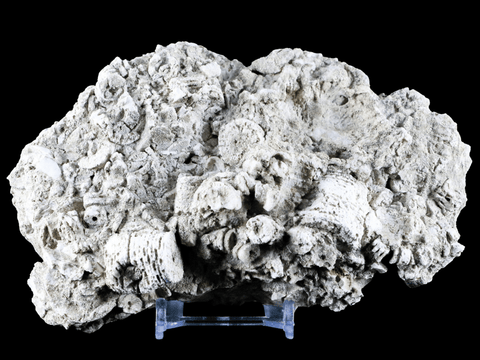 XL 5.8" Quality Crinoid Stems Echinoderm Fossil Plate Matrix Sea Lilly 1 LB 4.7 OZ Stand - Fossil Age Minerals