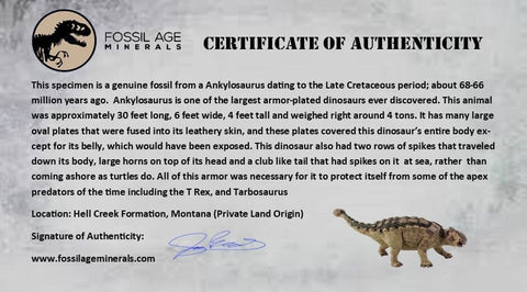 2.3" Ankylosaurus Fossil Vertebrae Hell Creek FM Cretaceous Dinosaur MT COA Stand - Fossil Age Minerals