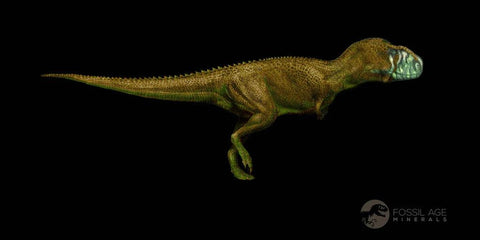 XL 1" Abelisaur Serrated Tooth Fossil Cretaceous Age Dinosaur Morocco COA, Display - Fossil Age Minerals