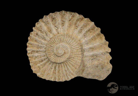 3.2" Acanthoceras Ammonite Fossil Agadir Morocco 360 Million Year Old COA - Fossil Age Minerals