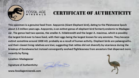 2.8" Elephant Bird Aepyornis Maximus Egg Shell Specimen Late Pleistocene Madagascar - Fossil Age Minerals