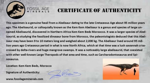 0.4 Abelisaur Serrated Tooth Fossil Cretaceous Age Dinosaur Morocco COA, Display - Fossil Age Minerals