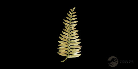 4.1" Alethopteris Fern Plant Leaf Fossil Carboniferous Age Llewellyn FM ST Clair, PA