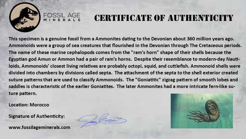 2.9" Goniatite Ammonite Fossil Polished, Cut Half's Erfoud Morocco Devonian Age COA - Fossil Age Minerals