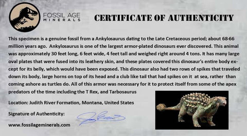 0.3" Ankylosaurus Fossil Tooth Judith River FM Cretaceous Dinosaur MT COA & Display - Fossil Age Minerals