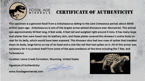 2.1" Ankylosaurus Fossil Ungual Section Lance Creek FM Cretaceous Dinosaur WY COA - Fossil Age Minerals