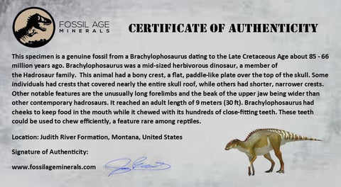 1.9" Brachylophosaurus Fossil Limb Bone Cretaceous Dinosaur Judith River FM MT COA - Fossil Age Minerals