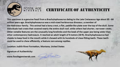 5.1" Brachylophosaurus Fossil Jaw Maxilla Cretaceous Dinosaur Judith River FM MT COA - Fossil Age Minerals