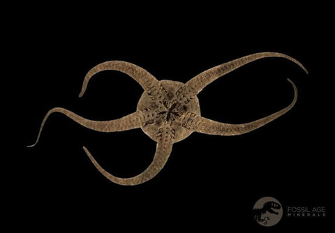 2 Two Brittlestar Ophiura Sp Starfish Fossil Ordovician Age Morocco COA & Stand - Fossil Age Minerals
