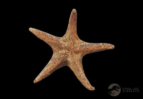 52MM Brittle Star Petraster Starfish Fossil Ordovician Age Blekus Morocco COA - Fossil Age Minerals
