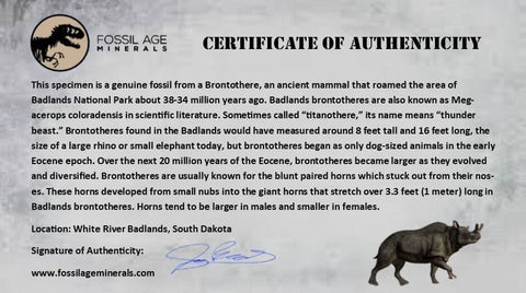 2.4" Brontothere Fossil Femur Bone Eocene Age Badlands S Dakota Titanothere COA - Fossil Age Minerals