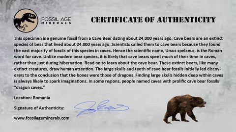 1.1" Extinct Cave Bear Ursus Spelaeus Incisor Tooth Rooted Pleistocene Age COA, Stand - Fossil Age Minerals