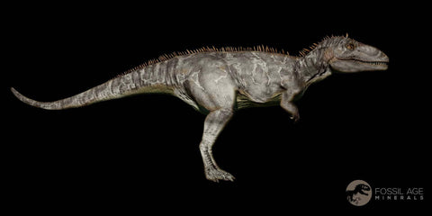 2.4" Carcharodontosaurus Fossil Tooth Cretaceous Theropod Dinosaur Display, COA - Fossil Age Minerals