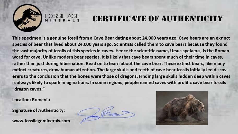 1.7" Extinct Cave Bear Ursus Spelaeus Molar Tooth Rooted Pleistocene Age COA - Fossil Age Minerals