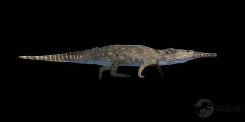 1.6" Champsosaurus Gigas Reptile Fossil Fused Vertebrae Cretaceous Hell Creek FM MT - Fossil Age Minerals