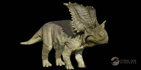 XL 6" Chasmosaurus Fossil Femur Judith River FM Cretaceous Dinosaur MT COA - Fossil Age Minerals