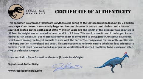 2.9" Corythosaurus Fossil Rib Section Bone Judith River Cretaceous Dinosaur COA - Fossil Age Minerals