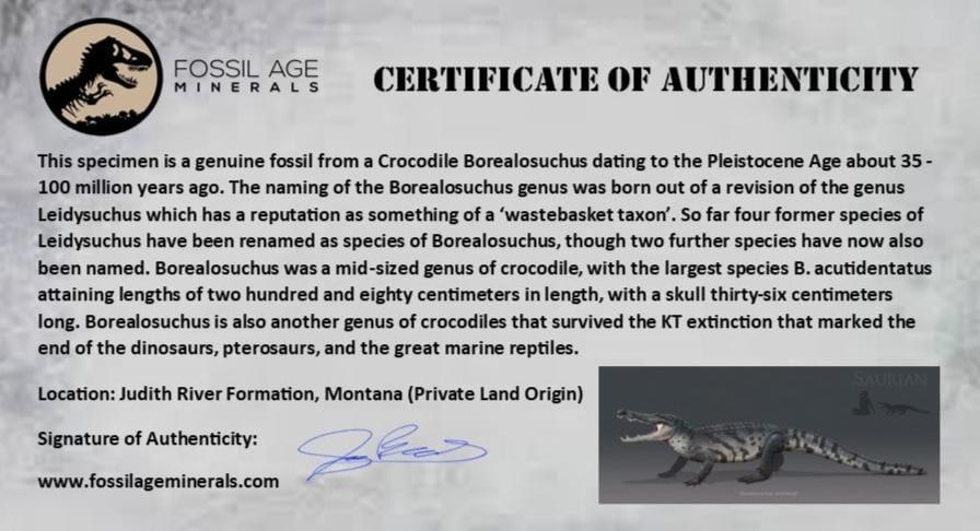 0.6 Crocodile Borealosuchus Fossil Tooth Judith River FM Montana COA Display - Fossil Age Minerals