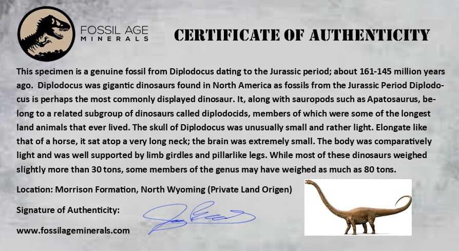 8.4" Diplodocus Dinosaur Fossil Chevron Bone Morrison FM WY Jurassic Age COA Stand - Fossil Age Minerals