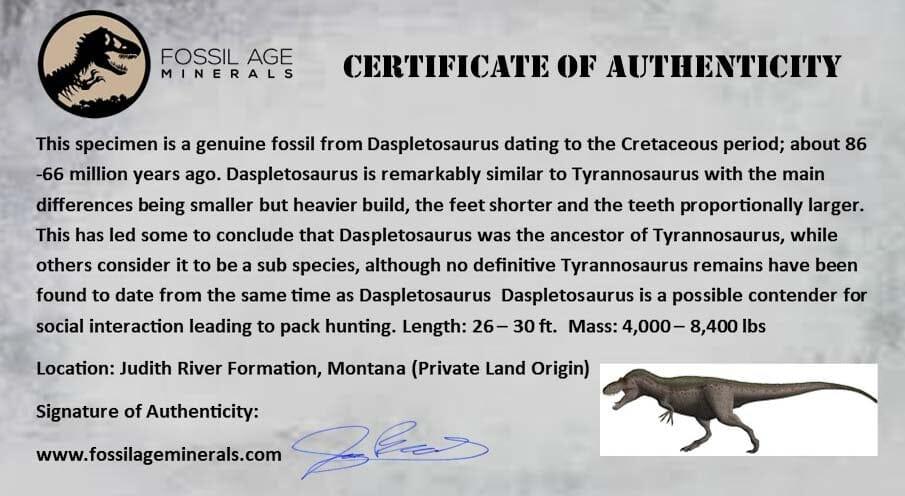 6" Daspletosaurus Tyrannosaur Dinosaur Fossil Vertebrae Judith River FM MT COA - Fossil Age Minerals
