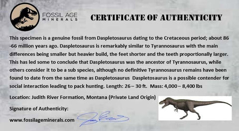 6" Daspletosaurus Tyrannosaur Dinosaur Fossil Vertebrae Judith River FM MT COA - Fossil Age Minerals