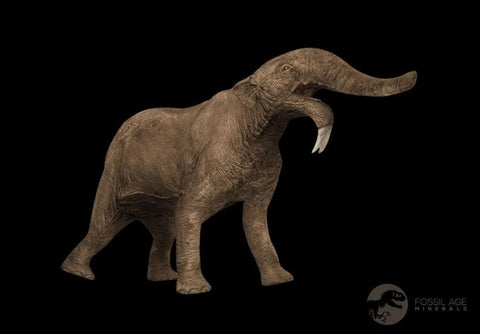 2.5" Rare Deinotherium Giganteum Fossil Tooth Miocene Deinothere Gracanica Bosnia COA - Fossil Age Minerals