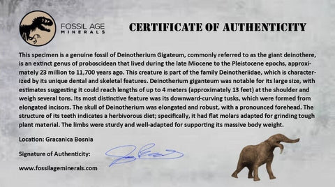 2.5" Rare Deinotherium Giganteum Fossil Tooth Miocene Deinothere Gracanica Bosnia COA - Fossil Age Minerals