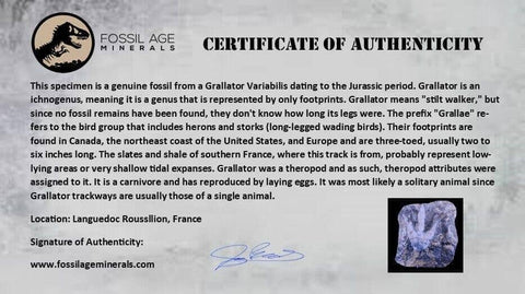 3.9" Grallator Variabilis Dinosaurs Track Foot Print Jurassic Age France COA, Stand - Fossil Age Minerals