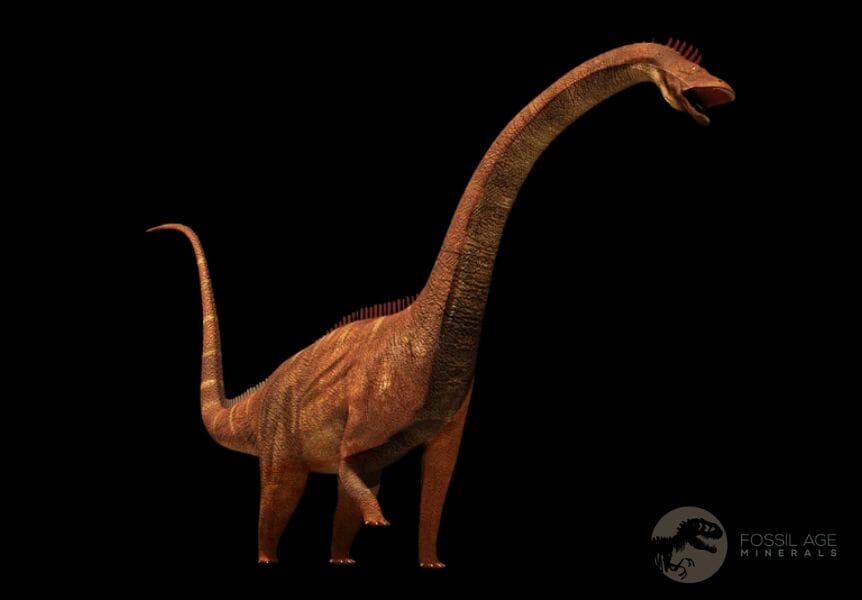 8.4" Diplodocus Dinosaur Fossil Chevron Bone Morrison FM WY Jurassic Age COA Stand - Fossil Age Minerals