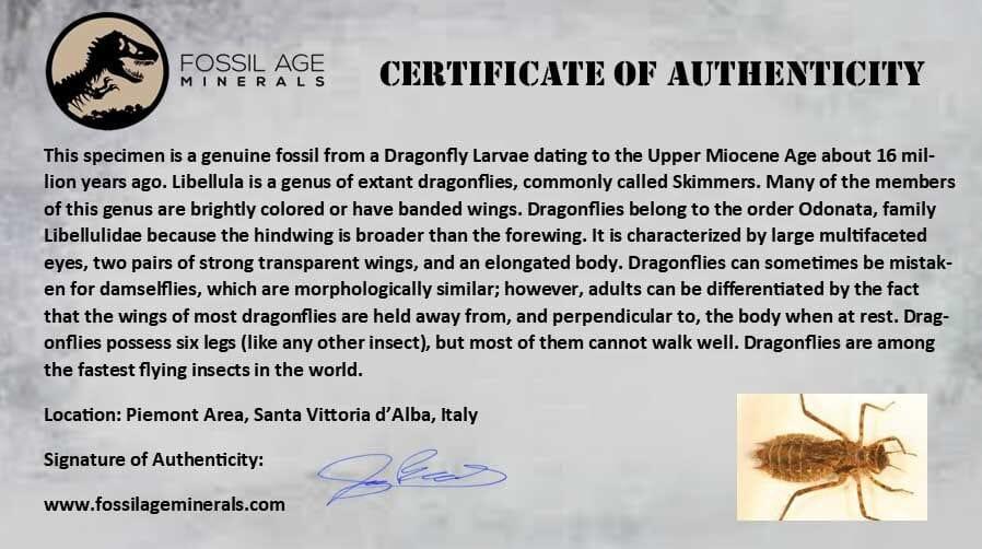 0.7" Dragonfly Larvae Fossil Libellula Doris Plate Upper Miocene Piedmont Italy Display - Fossil Age Minerals