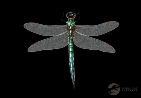 0.9" Dragonfly Larvae Fossil Libellula Doris Plate Upper Miocene Piemont Italy Display - Fossil Age Minerals