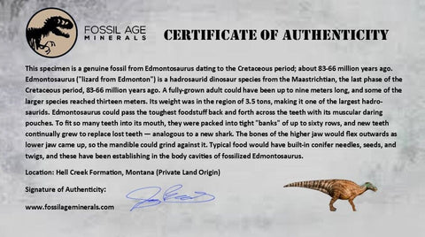 2.1" Edmontosaurus Dinosaur Fossil Tooth Battery Hell Creek FM MT COA Display - Fossil Age Minerals