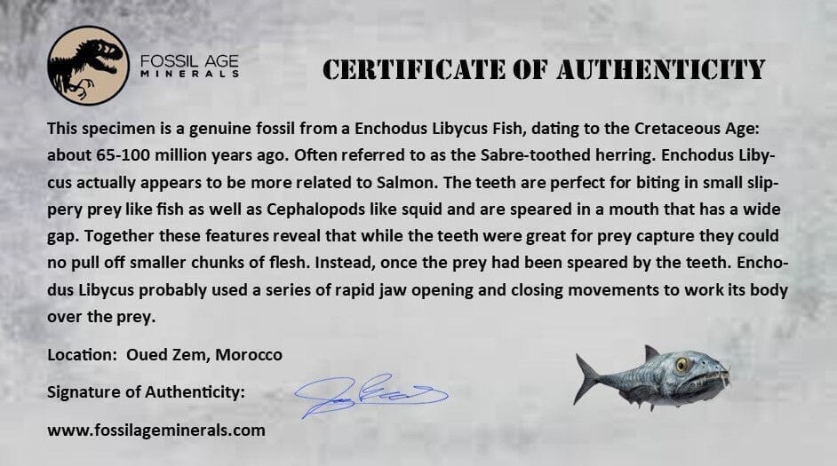 1.9" Saber Toothed Herring Fossil Fang Enchodus Libycus Cretaceous COA Stand - Fossil Age Minerals