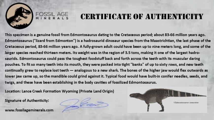 1.8" Edmontosaurus Fossil Jaw Maxilla Bone Lance Creek Cretaceous Dinosaur WY COA - Fossil Age Minerals