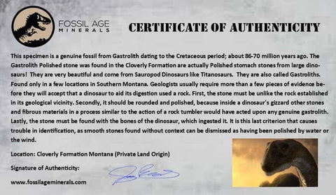 1.1" Sauropod Dinosaur Stomach Stone Gastrolith Rock Gizzard Stone COA - Fossil Age Minerals