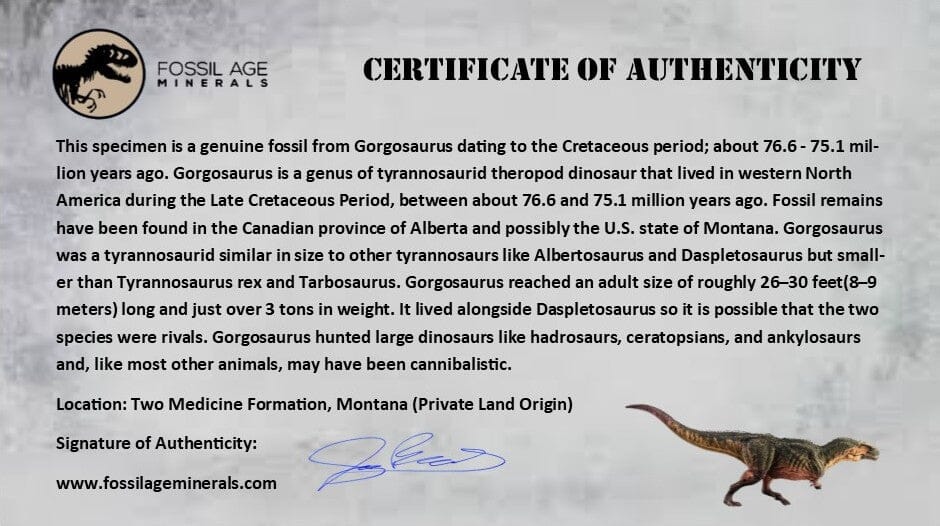 1.3" Gorgosaurus Tyrannosaur Dinosaur Fossil Tooth Two Medicine FM Montana COA Display - Fossil Age Minerals