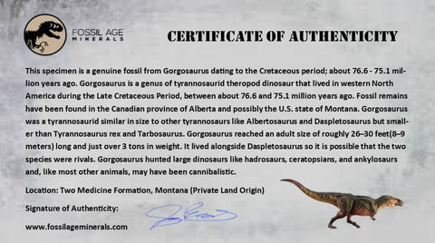 7.5" Tyrannosaur Fossil Metatarsal Bone Cretaceous Dinosaur Two Medicine FM MT COA - Fossil Age Minerals