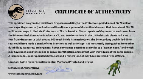 2.2" Gryposaurus Fossil Bone Growth Rings Duck-Billed Dinosaur Judith River MT COA - Fossil Age Minerals