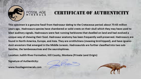 1.9" Hadrosaur Dinosaur Fossil Limb Bone Judith River Formation Montana COA - Fossil Age Minerals