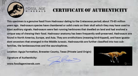 9.9" Hadrosaurus Fossil Rib Bone Aguja Formation Texas Dinosaur Cretaceous COA Stand - Fossil Age Minerals