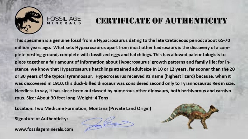 5.6" Hypacrosaurus Dinosaur Fossil Rib Bone Two Medicine FM Montana COA Stand - Fossil Age Minerals