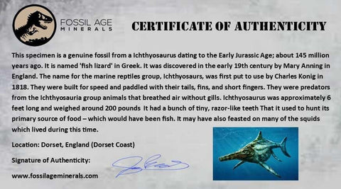 XL 5.5" Ichthyosaurus Fossil Jaw Bone Section Dorset England Jurassic Reptile COA - Fossil Age Minerals