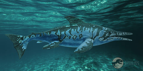 XL 5.5" Ichthyosaurus Fossil Jaw Bone Section Dorset England Jurassic Reptile COA - Fossil Age Minerals