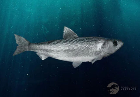 3 Three Knightia Eocaena Fossil Fish Green River FM Wyoming Eocene Age COA & Stand - Fossil Age Minerals